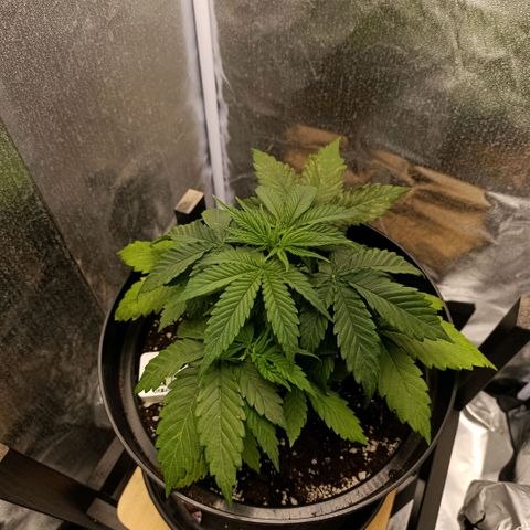 Caramelo F1 Early Version growlog photo: Stalo se nám neštěstí...
