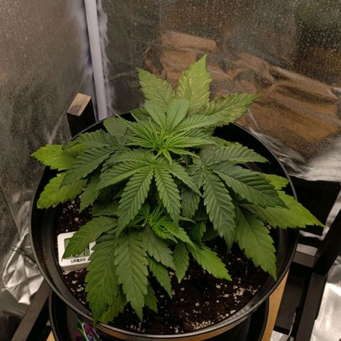 Caramelo F1 Early Version growlog photo: Stalo se nám neštěstí...
