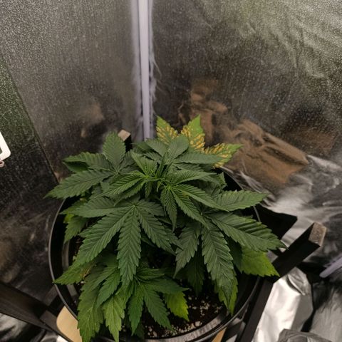 Caramelo F1 Early Version growlog timeline photo