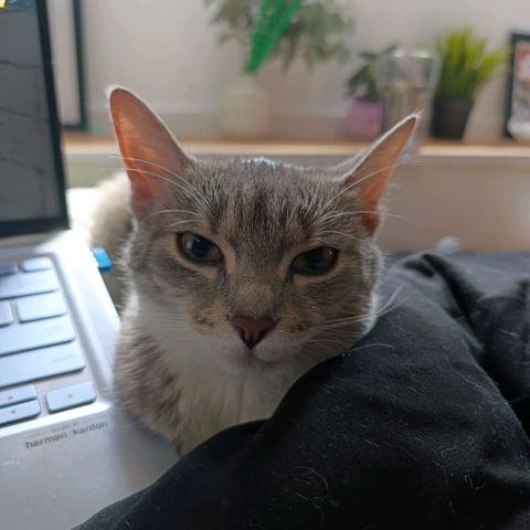 Caramelo F1 Early Version growlog timeline photo
