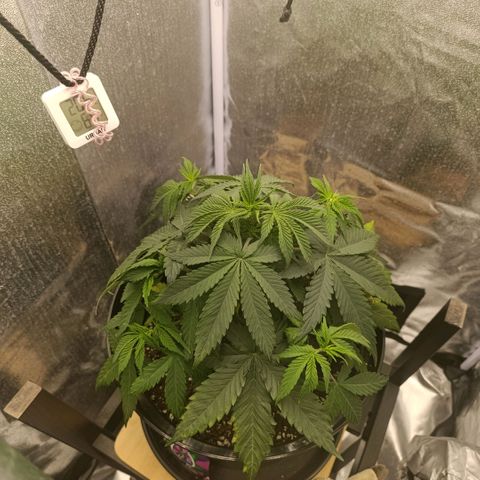Caramelo F1 Early Version growlog timeline photo