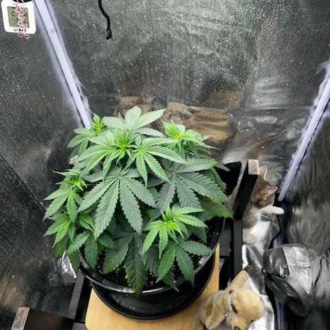Caramelo F1 Early Version growlog timeline photo