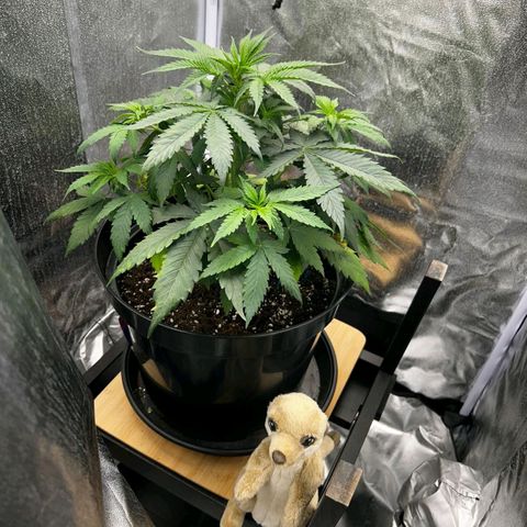 Caramelo F1 Early Version growlog timeline photo