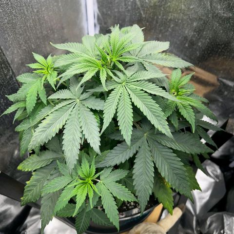 Caramelo F1 Early Version growlog timeline photo