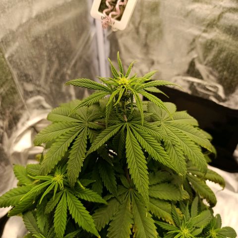 Caramelo F1 Early Version growlog photo: Po dlouhé době se hlasim... kytka vypada napůl dobře napul hrozně.
Nevíme co ji chybí ale žlotnou ji listky a zkousely jsme toho už dost...