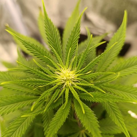 Caramelo F1 Early Version growlog timeline photo