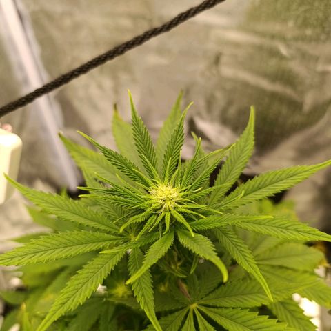 Caramelo F1 Early Version growlog timeline photo