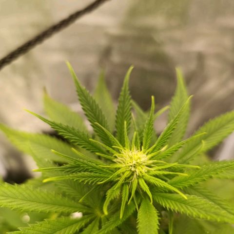 Caramelo F1 Early Version growlog timeline photo
