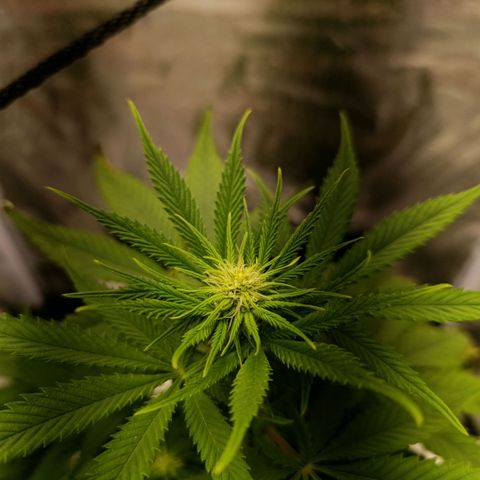 Caramelo F1 Early Version growlog timeline photo