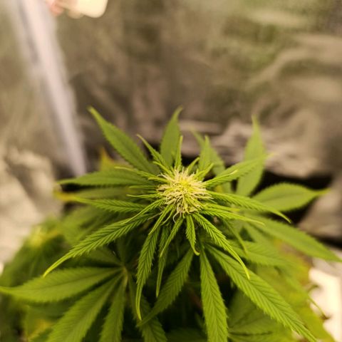 Caramelo F1 Early Version growlog timeline photo