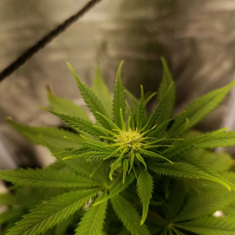 Caramelo F1 Early Version growlog timeline photo