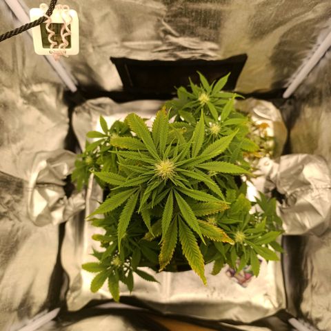 Caramelo F1 Early Version growlog timeline photo