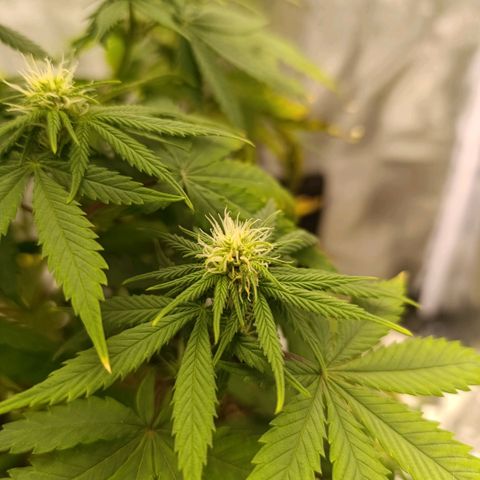 Caramelo F1 Early Version growlog timeline photo
