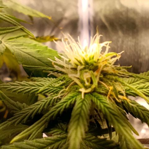 Caramelo F1 Early Version growlog timeline photo