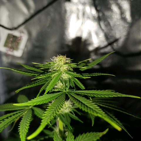 Caramelo F1 Early Version growlog timeline photo