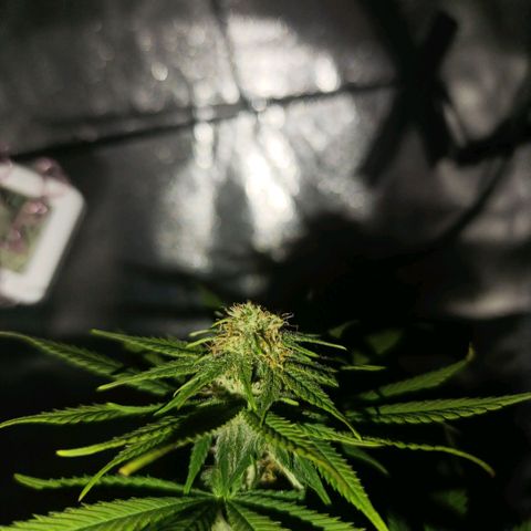 Caramelo F1 Early Version growlog photo: 💚💚💚💚