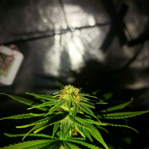 Caramelo F1 Early Version growlog photo: 💚💚💚💚