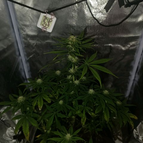 Caramelo F1 Early Version growlog photo: 💚💚💚💚