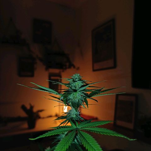 Caramelo F1 Early Version growlog photo: 💯💯💯