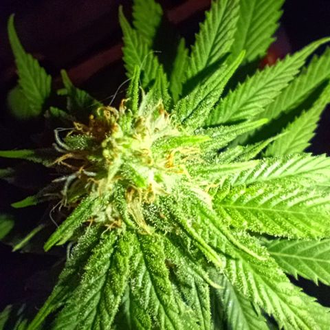 Caramelo F1 Early Version growlog photo: 💯💯💯