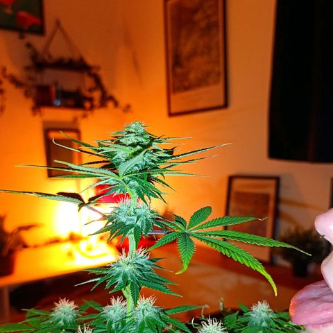 Caramelo F1 Early Version growlog timeline photo