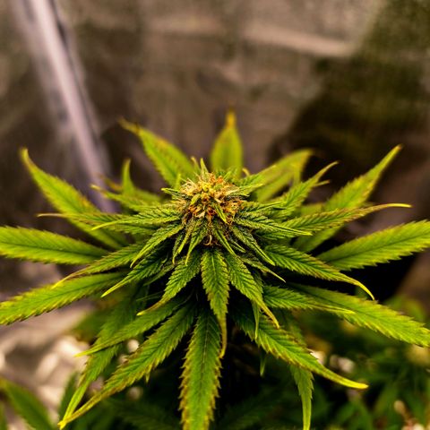 Caramelo F1 Early Version growlog photo: 🤩🤩🤩