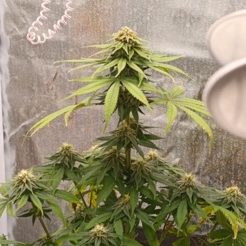 Caramelo F1 Early Version growlog timeline photo