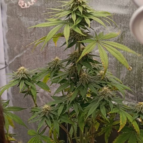 Caramelo F1 Early Version growlog timeline photo