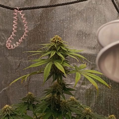 Caramelo F1 Early Version growlog timeline photo