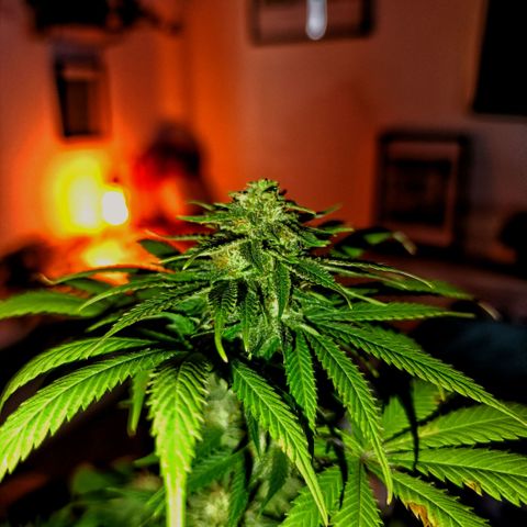 Caramelo F1 Early Version growlog timeline photo