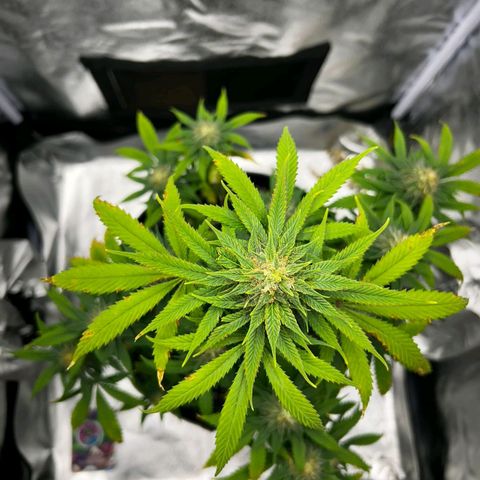 Caramelo F1 Early Version growlog photo: 🤩🤩🤩🤩🤩🤩💚