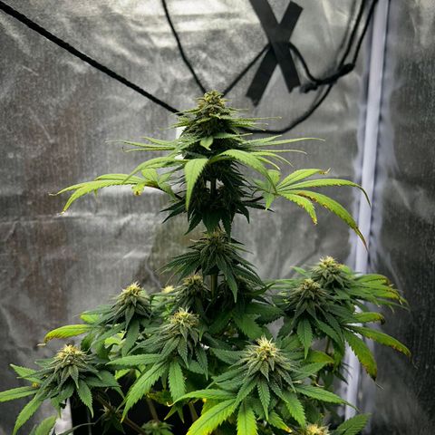 Caramelo F1 Early Version growlog photo: 🤩🤩🤩🤩🤩🤩💚