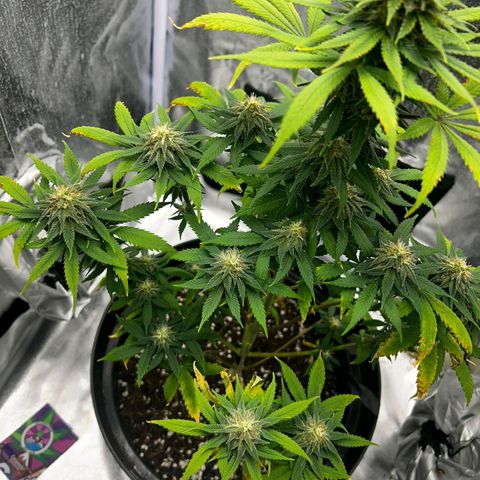 Caramelo F1 Early Version growlog photo: 🤩🤩🤩🤩🤩🤩💚