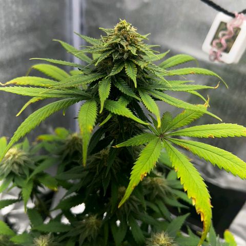 Caramelo F1 Early Version growlog photo: 🤩🤩🤩🤩🤩🤩💚