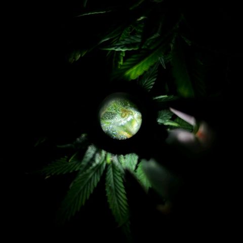 Caramelo F1 Early Version growlog photo: 🤩🤩🤩🤩🤩🤩💚