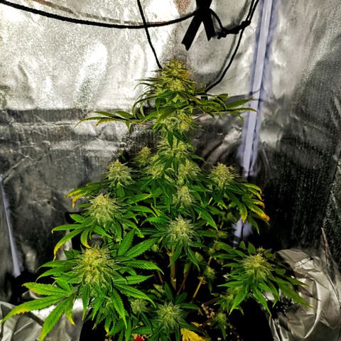 Caramelo F1 Early Version growlog timeline photo