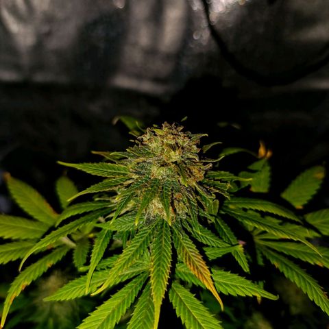 Caramelo F1 Early Version growlog timeline photo