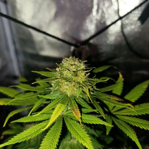 Caramelo F1 Early Version growlog photo: 💕💕💕💕💕