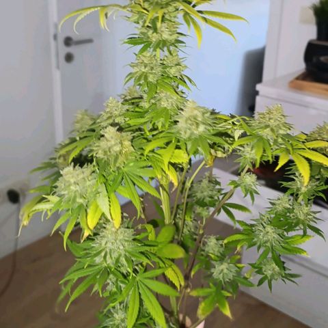 Caramelo F1 Early Version growlog timeline photo
