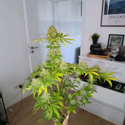 Caramelo F1 Early Version growlog timeline photo