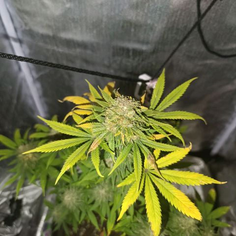 Caramelo F1 Early Version growlog timeline photo