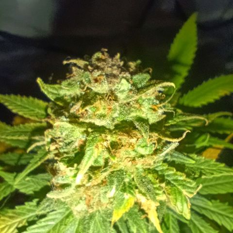 Caramelo F1 Early Version growlog timeline photo