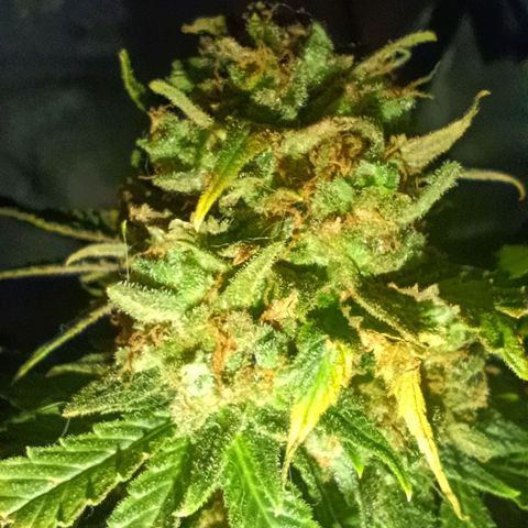 Caramelo F1 Early Version growlog timeline photo