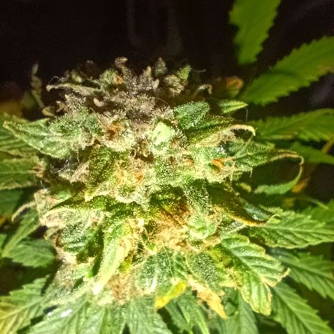 Caramelo F1 Early Version growlog timeline photo