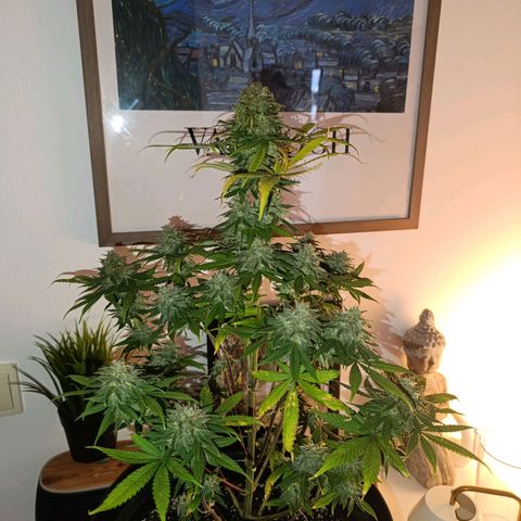 Caramelo F1 Early Version growlog timeline photo