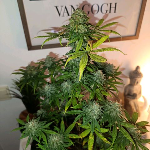 Caramelo F1 Early Version growlog timeline photo