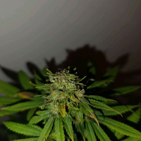 Caramelo F1 Early Version growlog timeline photo
