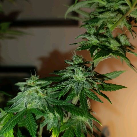 Caramelo F1 Early Version growlog timeline photo