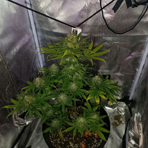 Caramelo F1 Early Version growlog timeline photo