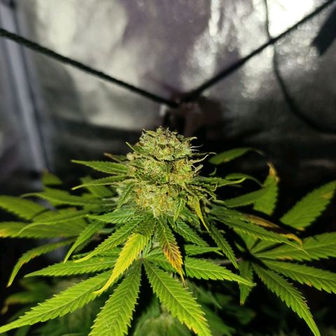 Caramelo F1 Early Version growlog timeline photo